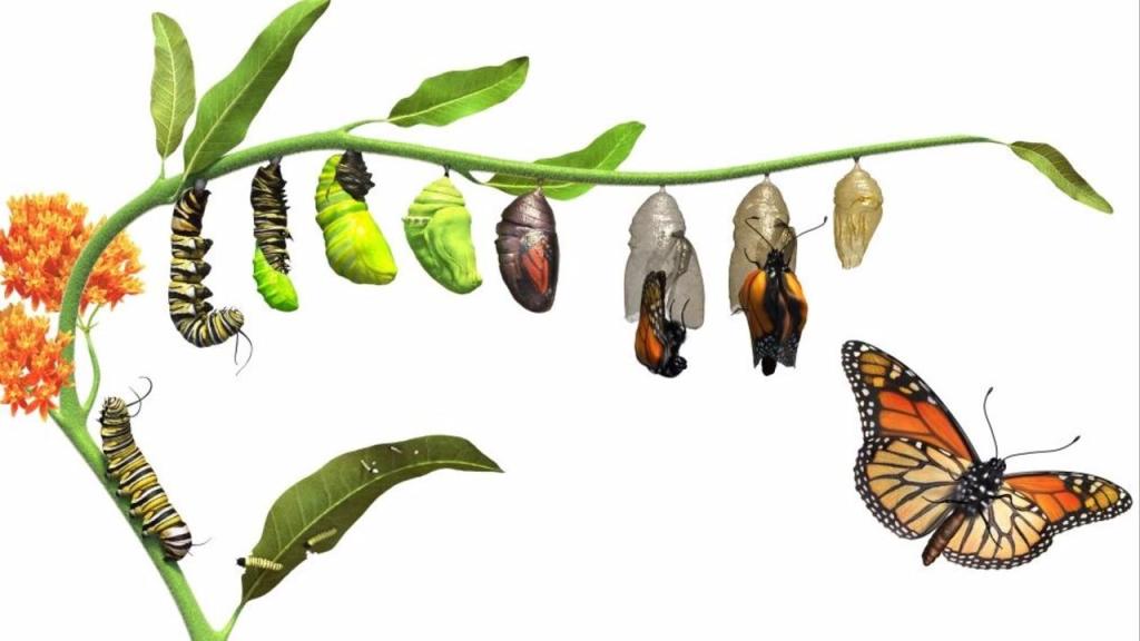 Caterpillar creating a chrysalis and transforming into a butterfly along the stem of a butterfly weed plant.